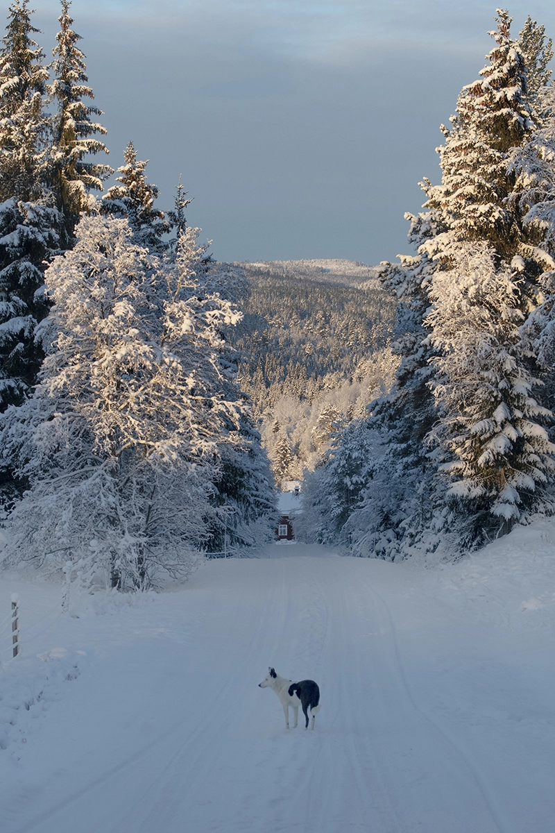 En vinterväg som sluttar utför med snötäckta träd på sidorna, i bakgrunden snöiga berg. Längst ner en röd stuga.